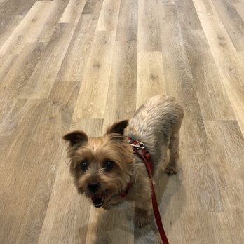 ALL CREATURES VETERINARY CLINIC - This is my Yorkie Chloe ready to be seen by Dr. Dan - Veterinarians Near Me - Siloam Springs, Arkansas