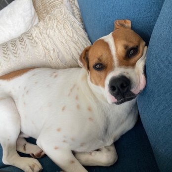 Red Collar Rescue - Pet Adoption Near Me - Houston, Texas