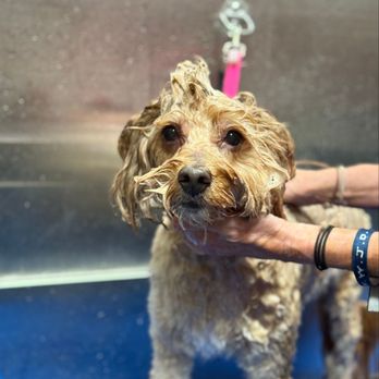 Hollywood Feed - Pet Stores Near Me - McKinney, Texas Hollywood Feed - Pet Stores Near Me - McKinney, Texas