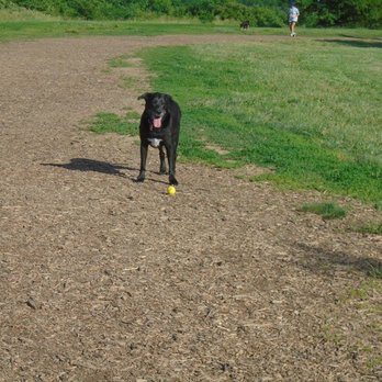 Shawnee Mission Park - My dog Midnight @ Shawnee Mission Dog Park - Parks Near Me - Shawnee, Kansas Shawnee Mission Park - My dog Midnight @ Shawnee Mission Dog Park - Parks Near Me - Shawnee, Kansas