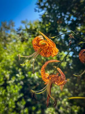 Santa Barbara Botanic Garden by null