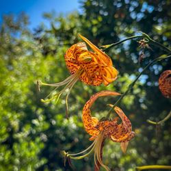 Santa Barbara Botanic Garden - Humboldt lily