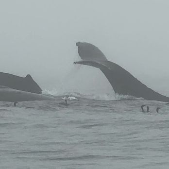 Fast Raft Ocean Safaris - Three Humpbacks together - Whale Watching Tours Near Me - Monterey, California