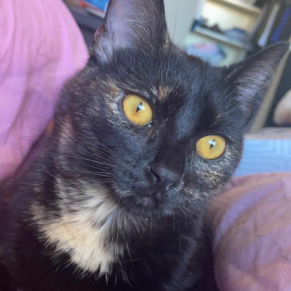 Pawsh - Mimi the Cat - Animal Shelters Near Me - Tucson, Arizona
