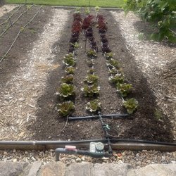 Culinary Institute - Lettuce?