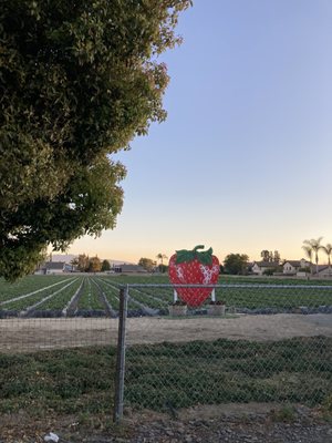 Family Farms by null