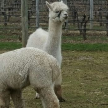 Jason's Vineyard - Wineries Near Me - Jamesport, New York Jason's Vineyard - Wineries Near Me - Jamesport, New York