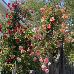 Beautiful roses at the winery form a heart Beautiful roses at the winery form a heart