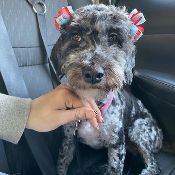 Fur Babes Spa - Long piece a hair under chin - Pet Groomers Near Me - Riverside, California Fur Babes Spa - Long piece a hair under chin - Pet Groomers Near Me - Riverside, California