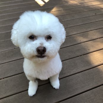Camp Canine - All cleaned up with his summer cut! - Pet Sitting Near Me - Mukilteo, Washington Camp Canine - All cleaned up with his summer cut! - Pet Sitting Near Me - Mukilteo, Washington