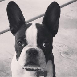 Samson bought in March 2018 at his new home.