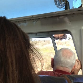 Catalina Expeditions - He was really close! This is just a bad picture of the buffalo friend! - Tours Near Me - Avalon, California