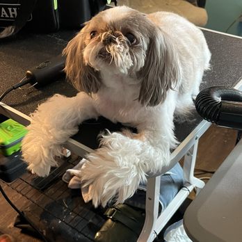 Jynuine Pet Grooming - This is mid trim...he looks like he is wearing mittens. - Pet Groomers Near Me Jynuine Pet Grooming - This is mid trim...he looks like he is wearing mittens. - Pet Groomers Near Me