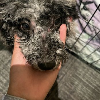 Inn The Doghouse - Cuts on her nose from the groom - Pet Groomers Near Me - Lakewood, Ohio