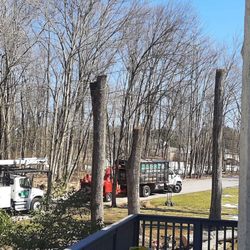 Mason's Tree Service - Highest parts of trees removed