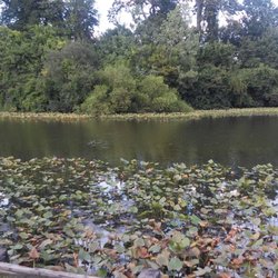 Lofts Pond - Many lotus plants in the lake