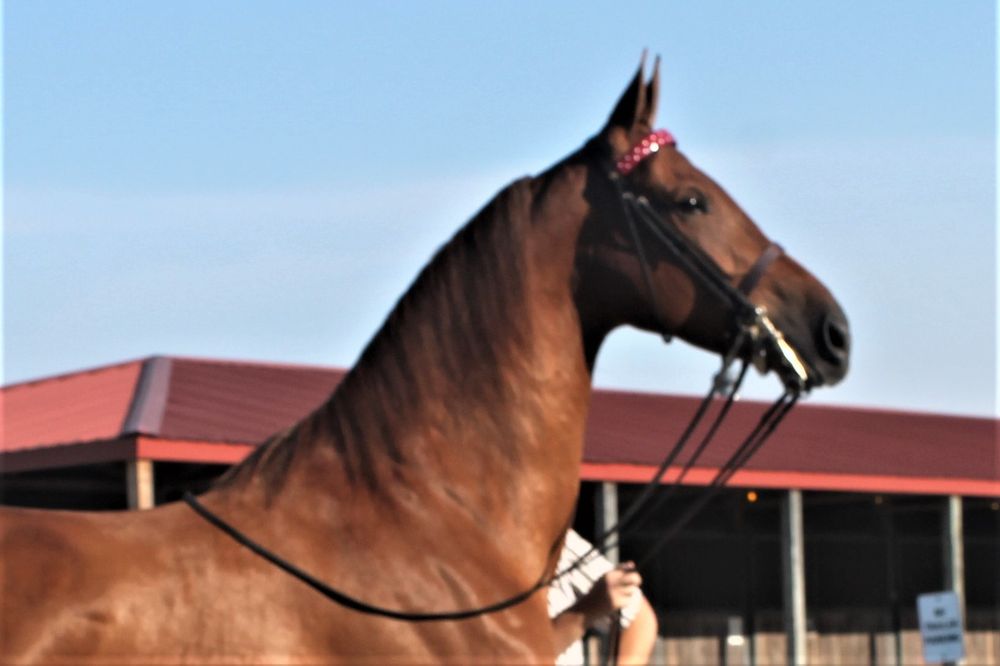 Someway Farm - equestrian in Harrisonville, MO