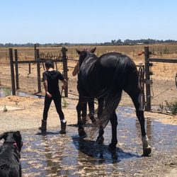 Aleya Tarver Horsemanship - Reflecting on a great lesson while returning his horse...
