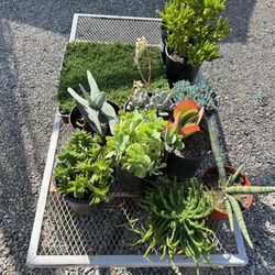 RV Nursery - Wide selection. Reasonably priced.