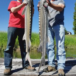 Scotts Outdoor Adventures - Awesome day sturgeon fishing the Columbia River with Scotts Outdoor Adventure