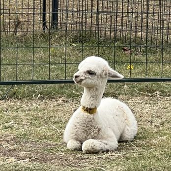 Good Karma Ranch Alpacas - Just a month-old baby! Gestation is nearly a year. - Attraction Farms Near Me - Iron Station, North Carolina