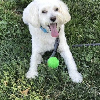Sarah the Pet Groomer - Pet Groomers Near Me - Concord, California Sarah the Pet Groomer - Pet Groomers Near Me - Concord, California