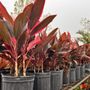 Photo of Paul Usak's Nursery & Garden Center