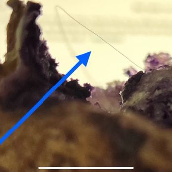 Bakers Avenue - Hair in my ube loaf - Bakeries Near Me - Oxnard, California