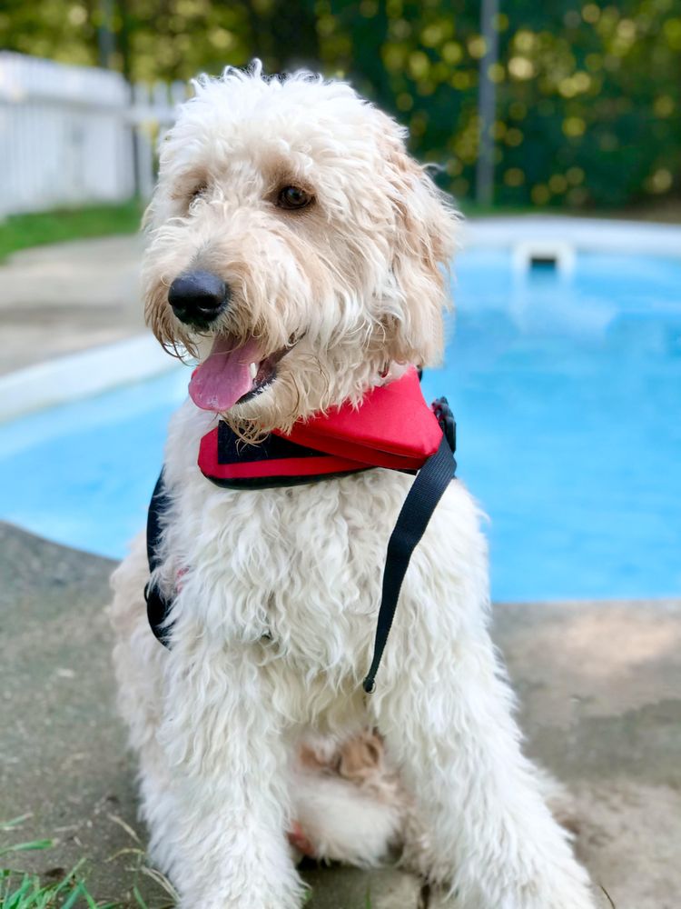 Wyolina Kennels - pet boarding facility in Harrisburg, NC