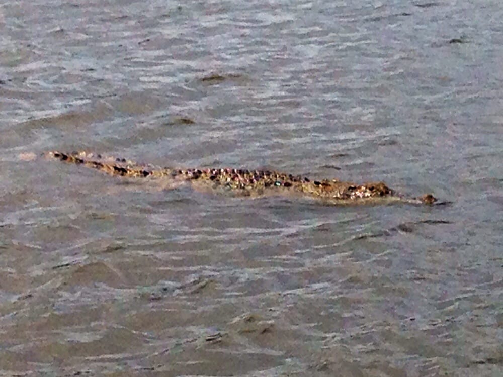 DAINTREE RIVER CRUISE CENTRE 13 Photos Daintree Rd, Daintree