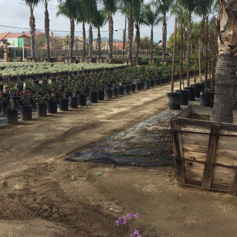 Promised Land Nursery - Drought tolerant varieties available - Nurseries & Gardening Near Me - Sun City, California