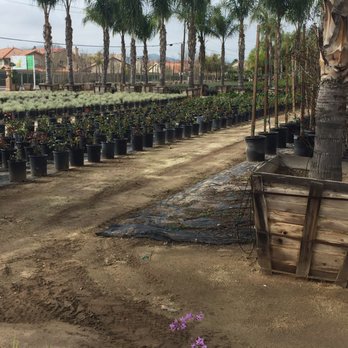 Promised Land Nursery - Drought tolerant varieties available - Nurseries & Gardening Near Me - Sun City, California