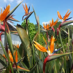 Gärtnerei Plank - Papageien- oder Paradiesvogelblume