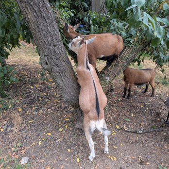 Wen's Kitchen - Goats who live next door. - Seafood Near Me - Portland, Oregon Wen's Kitchen - Goats who live next door. - Seafood Near Me - Portland, Oregon