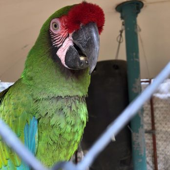 Uncle Sandy's Macaw Bird Park - Animal Shelters Near Me - Pensacola, Florida Uncle Sandy's Macaw Bird Park - Animal Shelters Near Me - Pensacola, Florida
