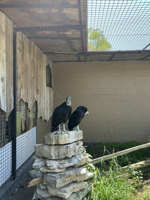 African Lion Safari by null