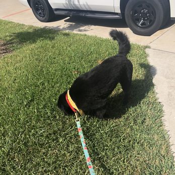 Bubble Buddies Grooming - After - Pet Groomers Near Me - Katy, Texas Bubble Buddies Grooming - After - Pet Groomers Near Me - Katy, Texas