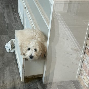 Lonestar Doodles - Pet Groomers Near Me Lonestar Doodles - Pet Groomers Near Me