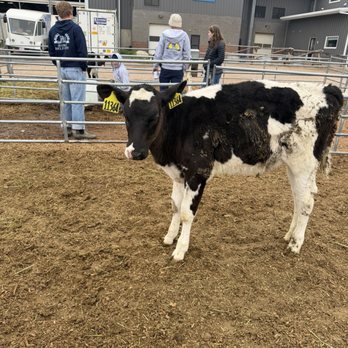 Morning Fresh Dairy - Calf No. 11364 - CSA Near Me - Bellvue, Colorado