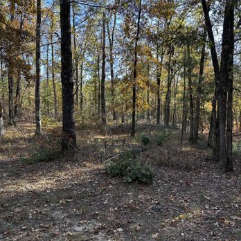 Mad dog land clearing - Before - Tree Services Near Me Mad dog land clearing - Before - Tree Services Near Me