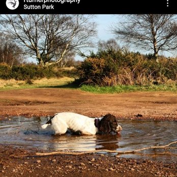 Sutton Park - Dog in Sutton Coldfield Park - Parks Near Me - Sutton Coldfield, XWM