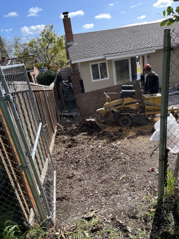 East Bay Stump Removal - tree service in Pleasant Hill, CA