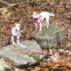 Hamlen Woods Conservation Area