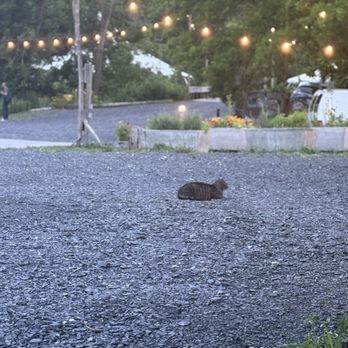 Blooming Hill Farm - Farm cat - Farmers Market Near Me - Monroe, New York