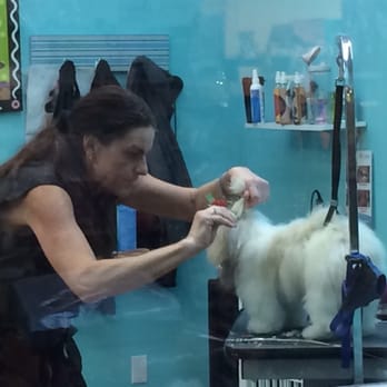 Bark Life - Carefully pulling her hair into a bow. I was excited to see it was a Christmas bow. - Pet Stores Near Me - Seminole, Florida