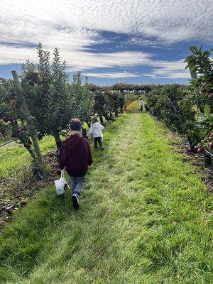 Belkin Family Lookout Farm - U-Pick Orchard - Taproom, Outdoor Dining and Market by null