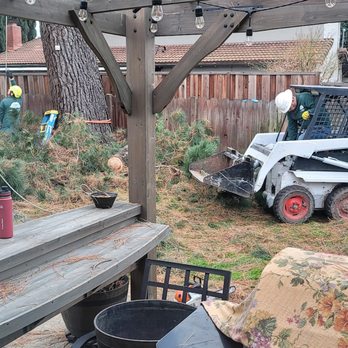 CBC Tree Services Inc - CBC hard at work trimming branches - Tree Services Near Me