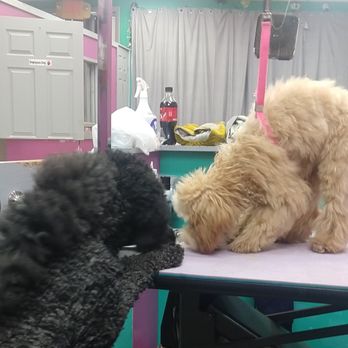 From Head To Tail - Mia - Pet Groomers Near Me - Warwick, Rhode Island
