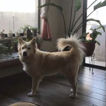Roch & Gertrude Pet Spa - Before - Pet Groomers Near Me - Pasadena, California