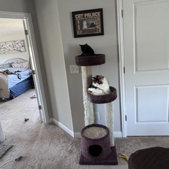 Parsons Animal Clinic - These are my babies! They look happy - Veterinarians Near Me - Columbus, Ohio Parsons Animal Clinic - These are my babies! They look happy - Veterinarians Near Me - Columbus, Ohio